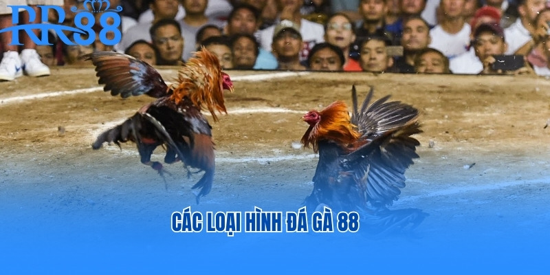 Các loại hình đá gà 88